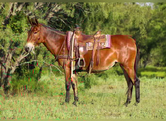 Muildier, Ruin, 12 Jaar, 147 cm, Roodbruin