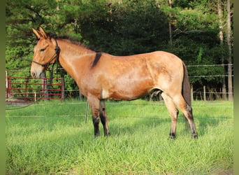 Muildier, Ruin, 12 Jaar, Falbe