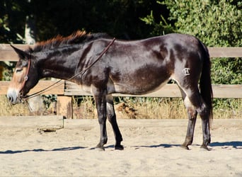 Muildier, Ruin, 12 Jaar, Roodbruin