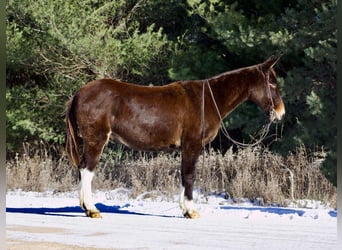 Muildier, Ruin, 13 Jaar, 145 cm, Donkere-vos