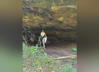 Muildier, Ruin, 14 Jaar, 145 cm, Schimmel