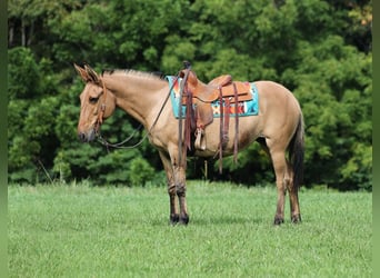 Muildier, Ruin, 15 Jaar, 155 cm, Buckskin