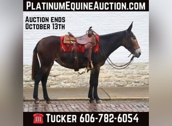 Muildier, Ruin, 15 Jaar, Zwart