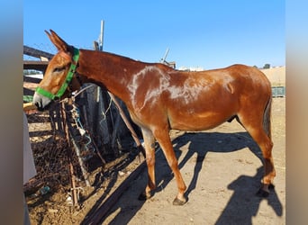 Muildier, Ruin, 3 Jaar, 157 cm, Donkere-vos