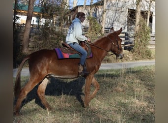 Muildier, Ruin, 4 Jaar, 152 cm, Roan-Red