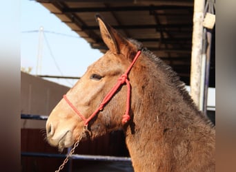 Muildier, Ruin, 4 Jaar, 156 cm, Buckskin