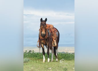 Muildier, Ruin, 5 Jaar, 137 cm, Brauner