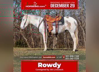 Muildier, Ruin, 5 Jaar, 140 cm, Gevlekt-paard