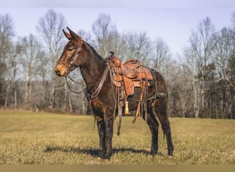 Muildier, Ruin, 5 Jaar, 142 cm, Roodbruin