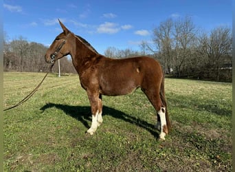 Muildier, Ruin, 5 Jaar, 152 cm, Donkere-vos