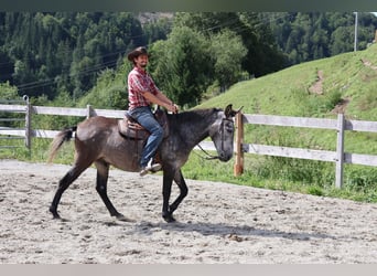 Muildier Mix, Ruin, 5 Jaar, 156 cm, Appelschimmel