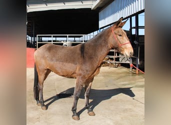 Muildier, Ruin, 5 Jaar, 156 cm, Buckskin