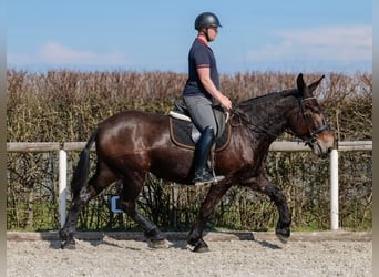 Muildier, Ruin, 6 Jaar, 163 cm, Donkerbruin