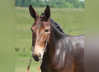 Muildier, Ruin, 6 Jaar, Roodbruin