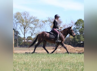 Muildier, Ruin, 7 Jaar, 140 cm, Roodbruin
