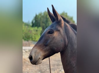Muildier, Ruin, 7 Jaar, 145 cm, Bruin