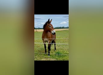 Muildier, Ruin, 7 Jaar, 155 cm, Bruin