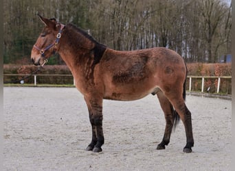 Muildier, Ruin, 7 Jaar, 156 cm, Bruin