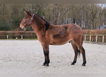 Muildier, Ruin, 7 Jaar, 156 cm, Bruin