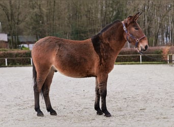 Muildier, Ruin, 7 Jaar, 156 cm, Bruin