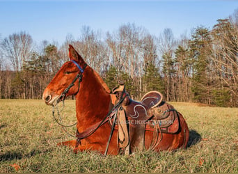 Muildier, Ruin, 8 Jaar, 132 cm, Roodvos