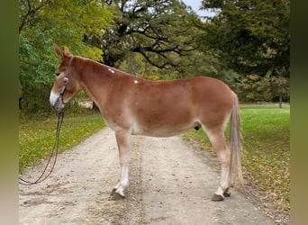 Muildier, Ruin, 8 Jaar, 142 cm, Roodvos