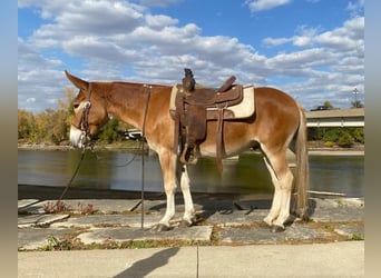 Muildier, Ruin, 8 Jaar, 142 cm, Roodvos