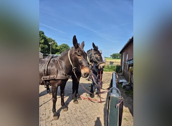 Muildier, Ruin, 8 Jaar, 159 cm, Donkerbruin