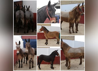 Muildier, Ruin, 8 Jaar