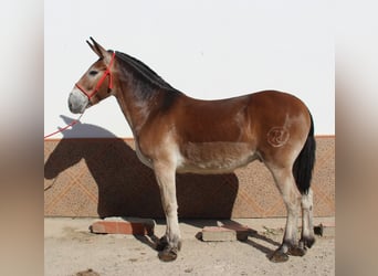 Muildier, Ruin, 8 Jaar