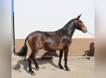 Muildier, Ruin, 8 Jaar