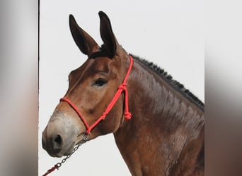 Muildier, Ruin, 8 Jaar
