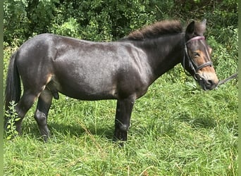 Muildier, Ruin, 9 Jaar, 110 cm, Bruin