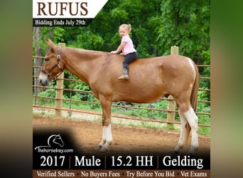 Muildier, Ruin, 9 Jaar, 157 cm, Roodvos