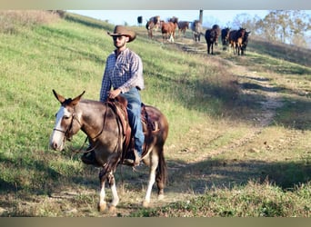 Muildier, Ruin, 9 Jaar, Buckskin