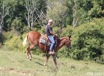 Muł, Klacz, 12 lat, 152 cm, Cisawa