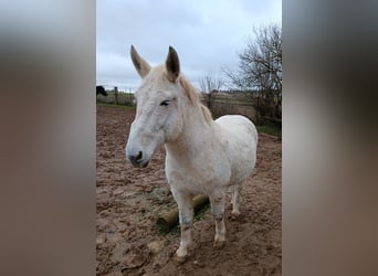 Muł, Ogier, 15 lat, 150 cm, Siwa