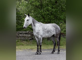 Muł, Wałach, 10 lat, 150 cm, Siwa jabłkowita