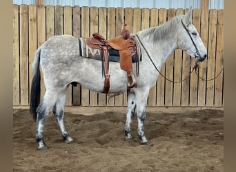 Muł, Wałach, 11 lat, 155 cm, Siwa