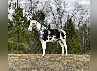 Muł, Wałach, 12 lat, 152 cm, Tobiano wszelkich maści