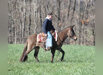 Muł, Wałach, 7 lat, 132 cm, Grullo