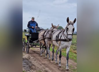 Muł, Wałach, 7 lat, 163 cm, Stalowosiwy