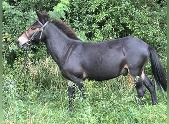 Muł, Wałach, 9 lat, 110 cm, Gniada