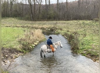 Mula, Valack, 11 år, 155 cm, Grå