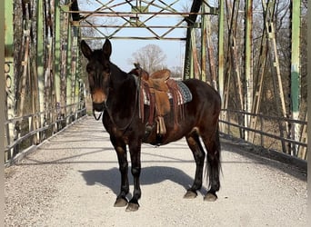 Mula Blandning, Valack, 12 år, 173 cm, Mörkbrun