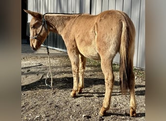 Mula, Valack, 1 år, 130 cm, Black