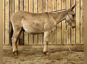 Mula, Valack, 1 år, 130 cm, Black