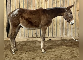 Mula, Valack, 1 år, 132 cm, Grå
