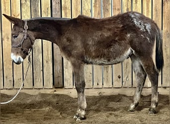 Mula, Valack, 1 år, 132 cm, Grå