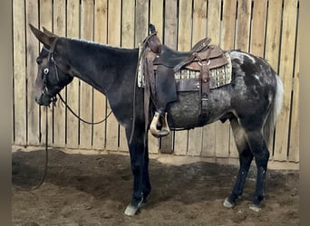 Mula, Valack, 5 år, 147 cm